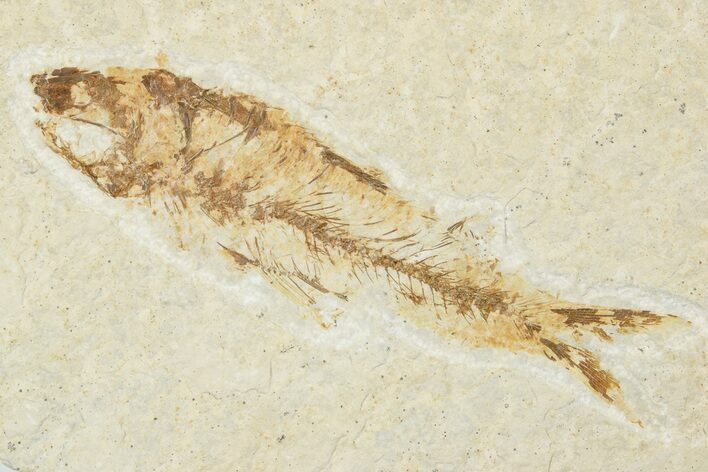 Fossil Fish (Knightia) - Wyoming #121028